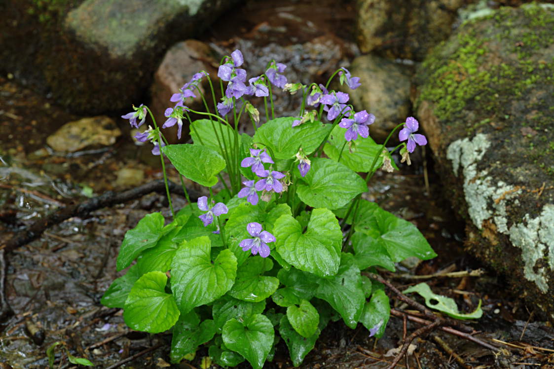 Marsh Blue Violet