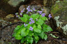 Marsh Blue Violet