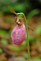 Cypripedium acaule