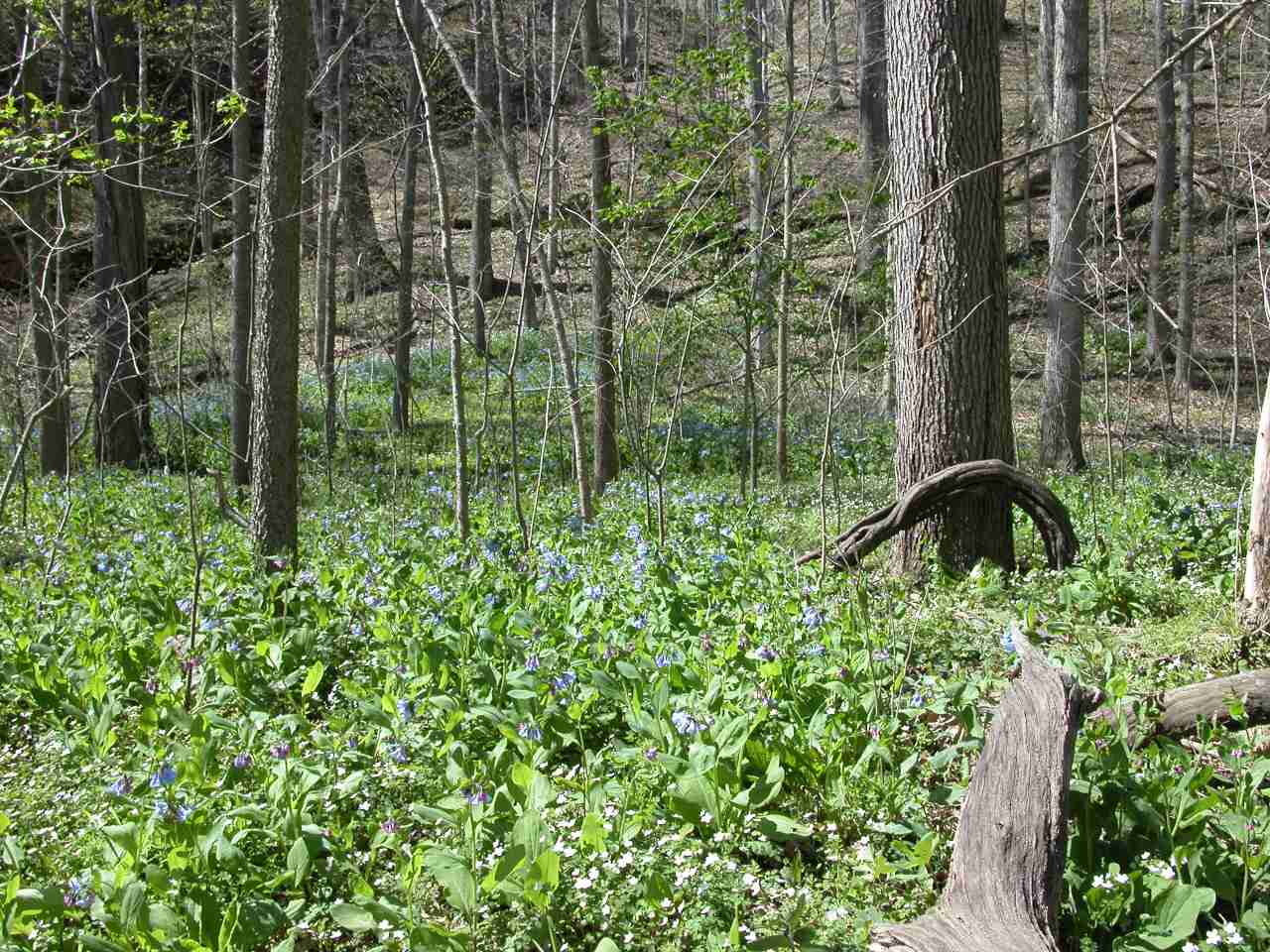 Field of Virignia bluebells