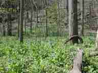 Field of Virignia bluebells