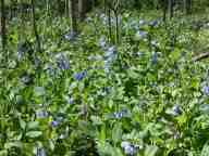 Mertensia virginica