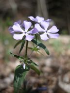 Woodland phlox