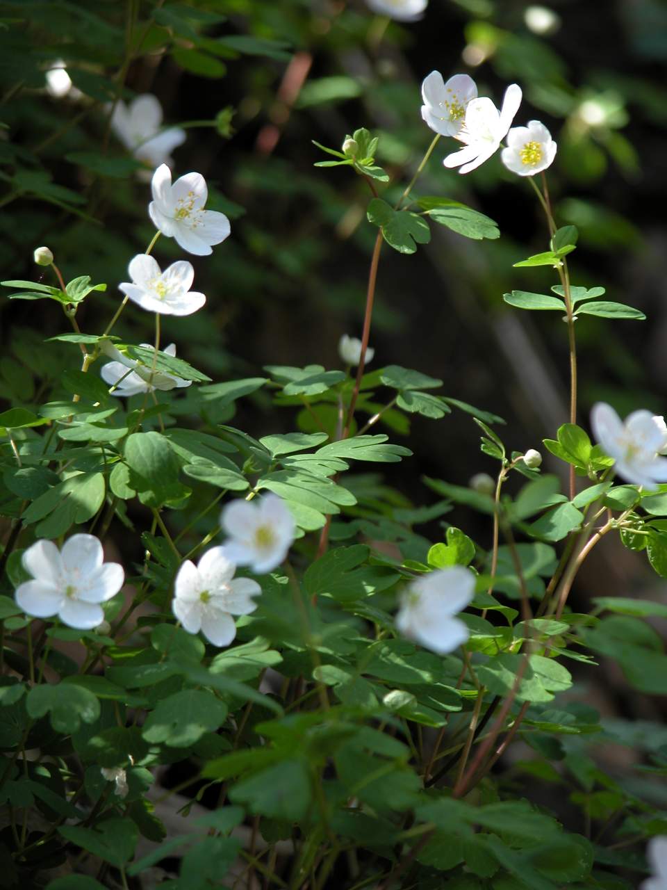 False rue-anemones