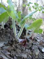 Asarum canadense