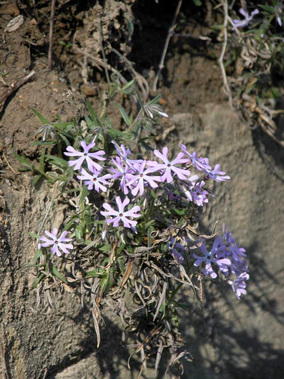 Cleft phlox