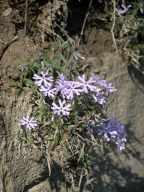 Phlox bifida