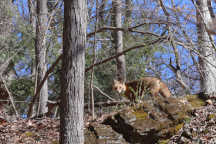 Red Fox