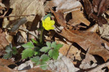 Ranunculus hispidus