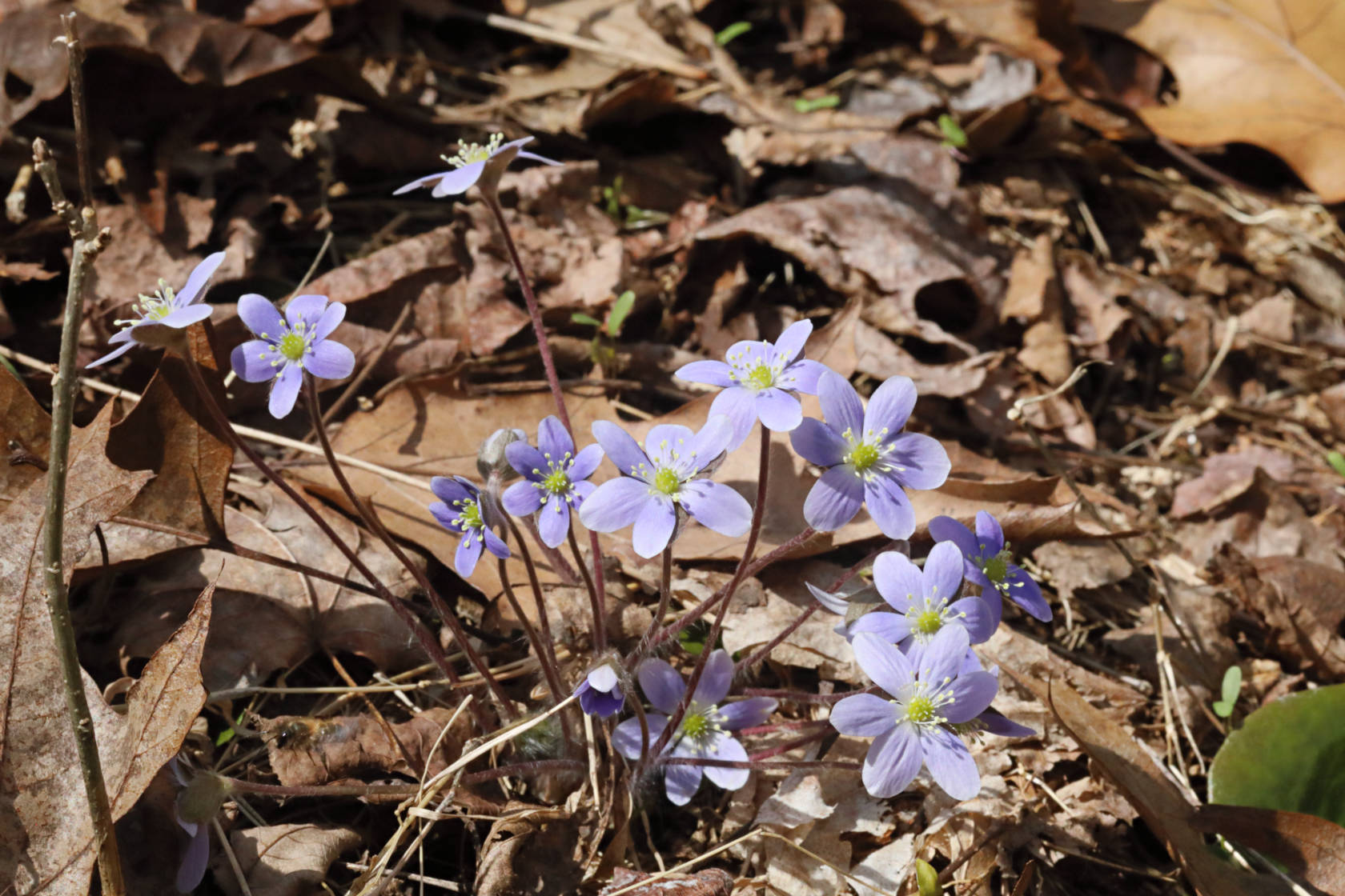 Round-Lobed Hepatica