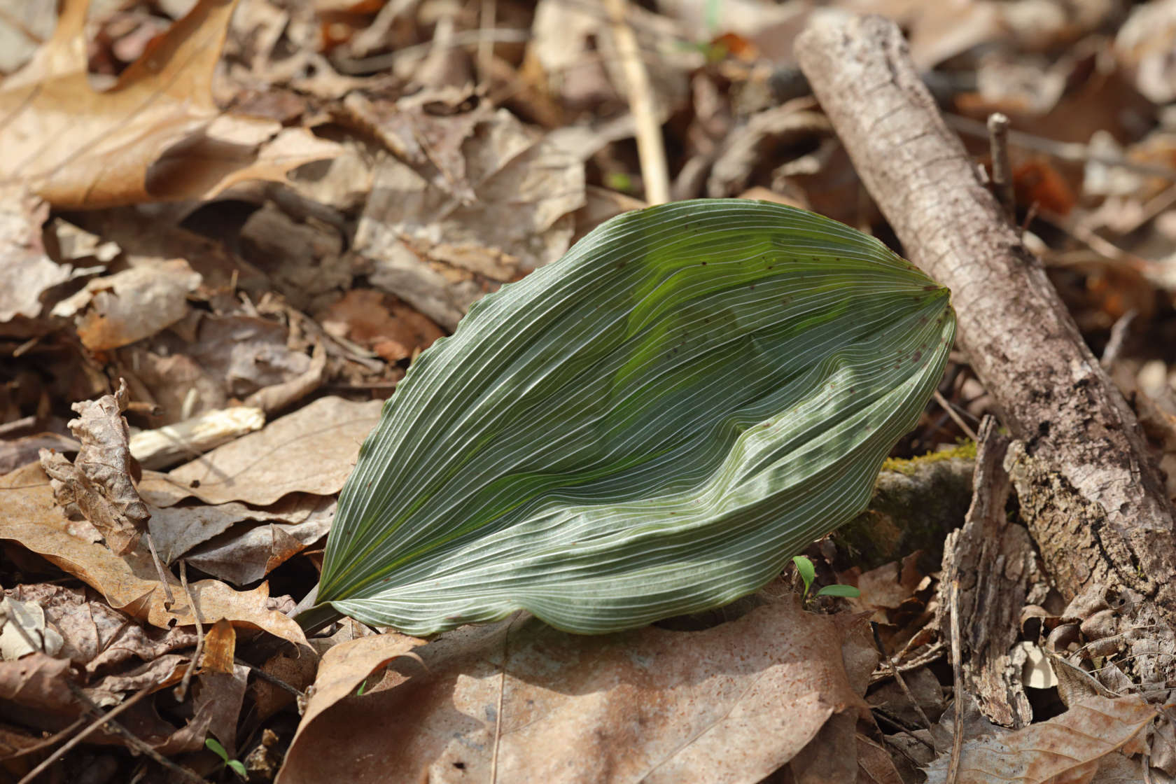 Puttyroot