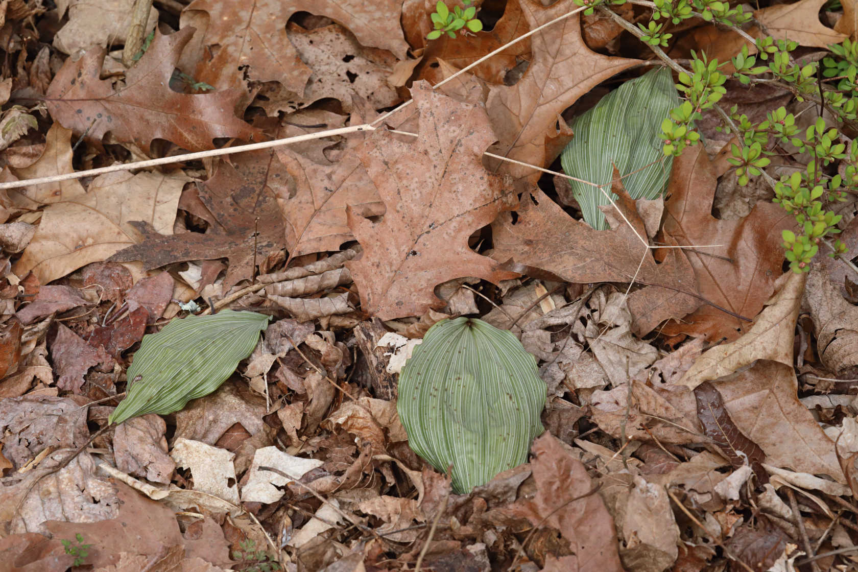 Puttyroot