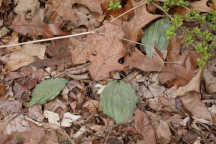 Aplectrum hyemale