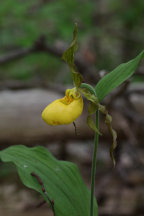 Cypripedium parviflorum var. pubescens