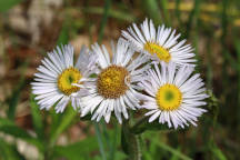 Erigeron pulchellus