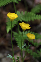 Ranunculus bulbosus