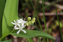 Maianthemum stellatum