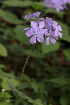 Phlox divaricata