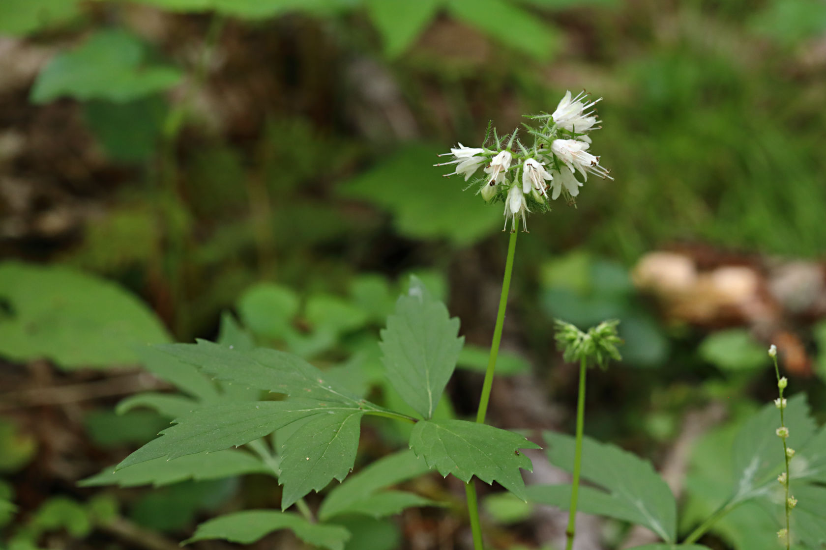 Eastern Waterleaf