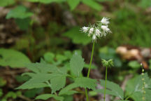 Hydrophyllum virginianum