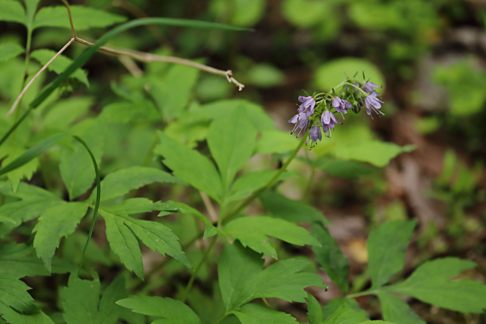 Eastern Waterleaf