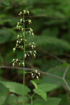Heuchera americana