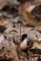 Autumn Coralroot