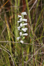 Nodding Ladies' Tresses