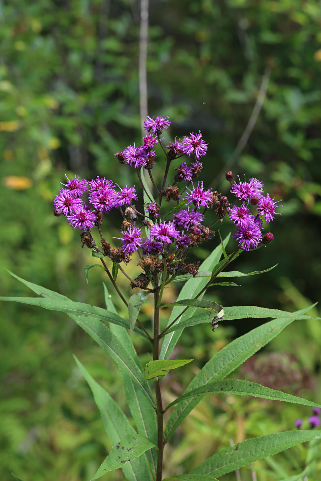 New York Ironweed