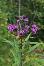 New York Ironweed