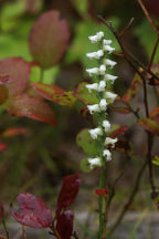 Spiranthes ochroleuca