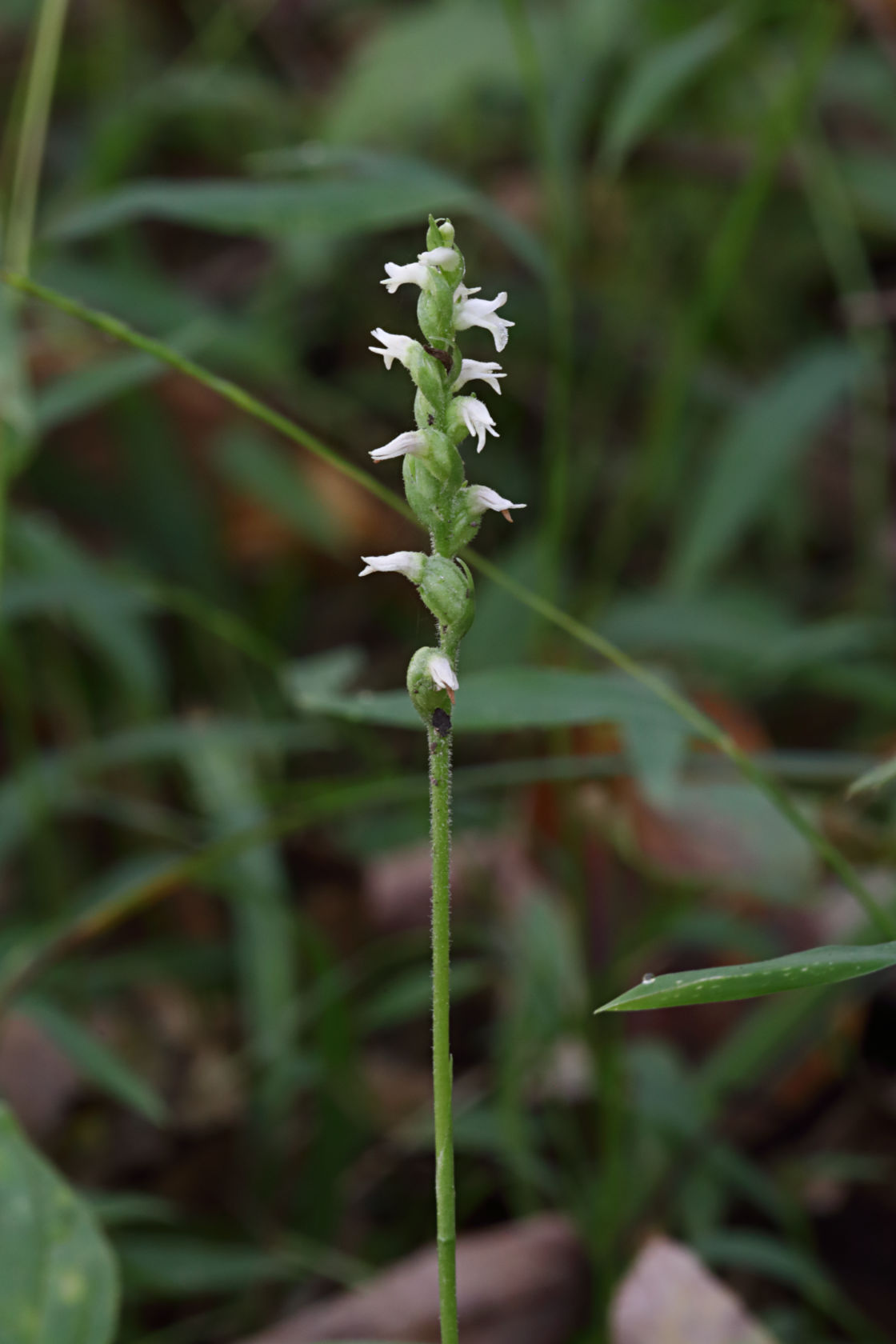 Northern Oval Ladies' Tresses