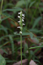 Spiranthes ovalis var. erostellata