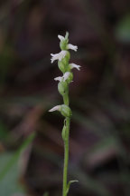 Spiranthes ovalis var. erostellata