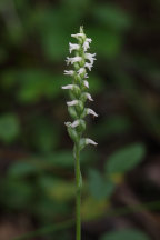 Spiranthes ovalis var. erostellata