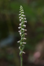 Spiranthes ovalis var. erostellata