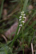 Spiranthes ovalis var. erostellata