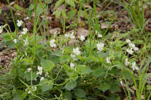 Viola striata