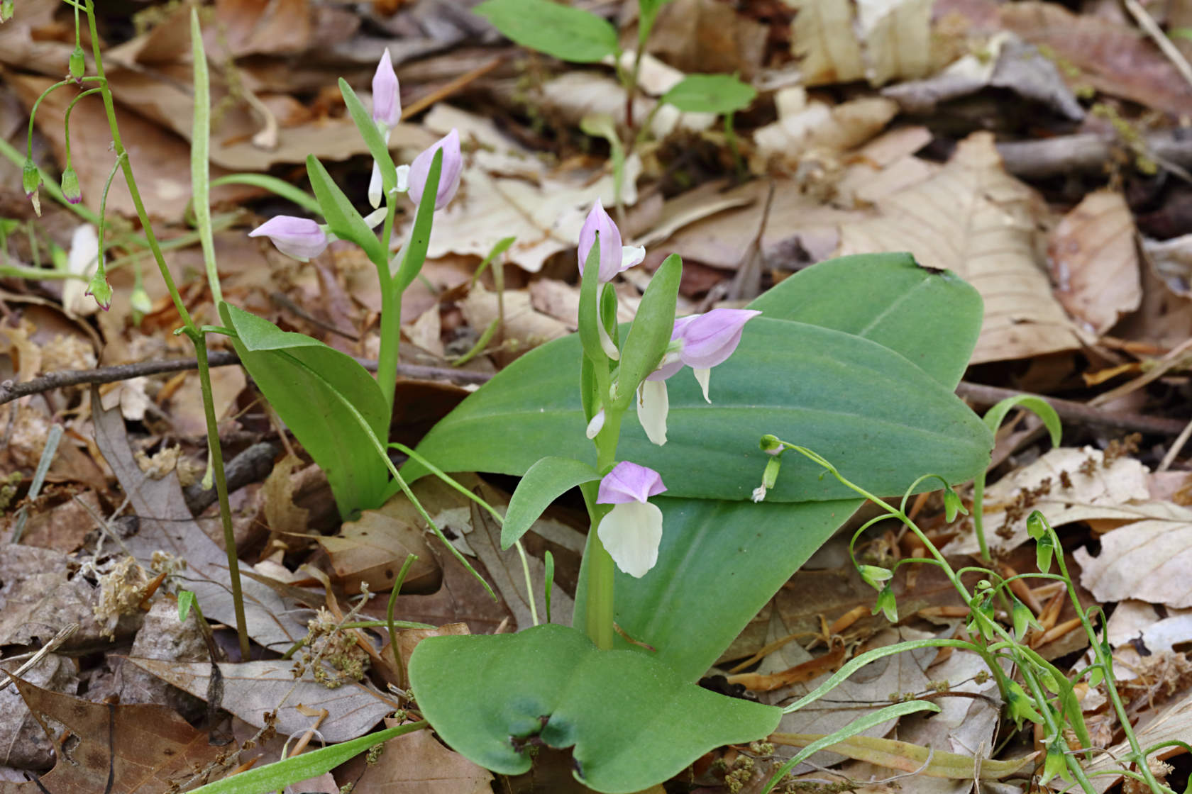 Showy Orchid