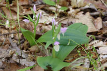 Galearis spectabilis