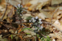 Obolaria virginica