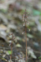 Corallorhiza trifida