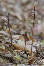 Corallorhiza trifida