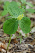 Yellow trillium