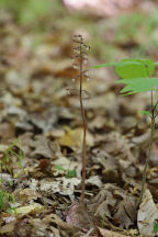 Corallorhiza trifida