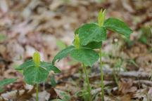 Yellow trillium