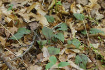 Tipularia discolor