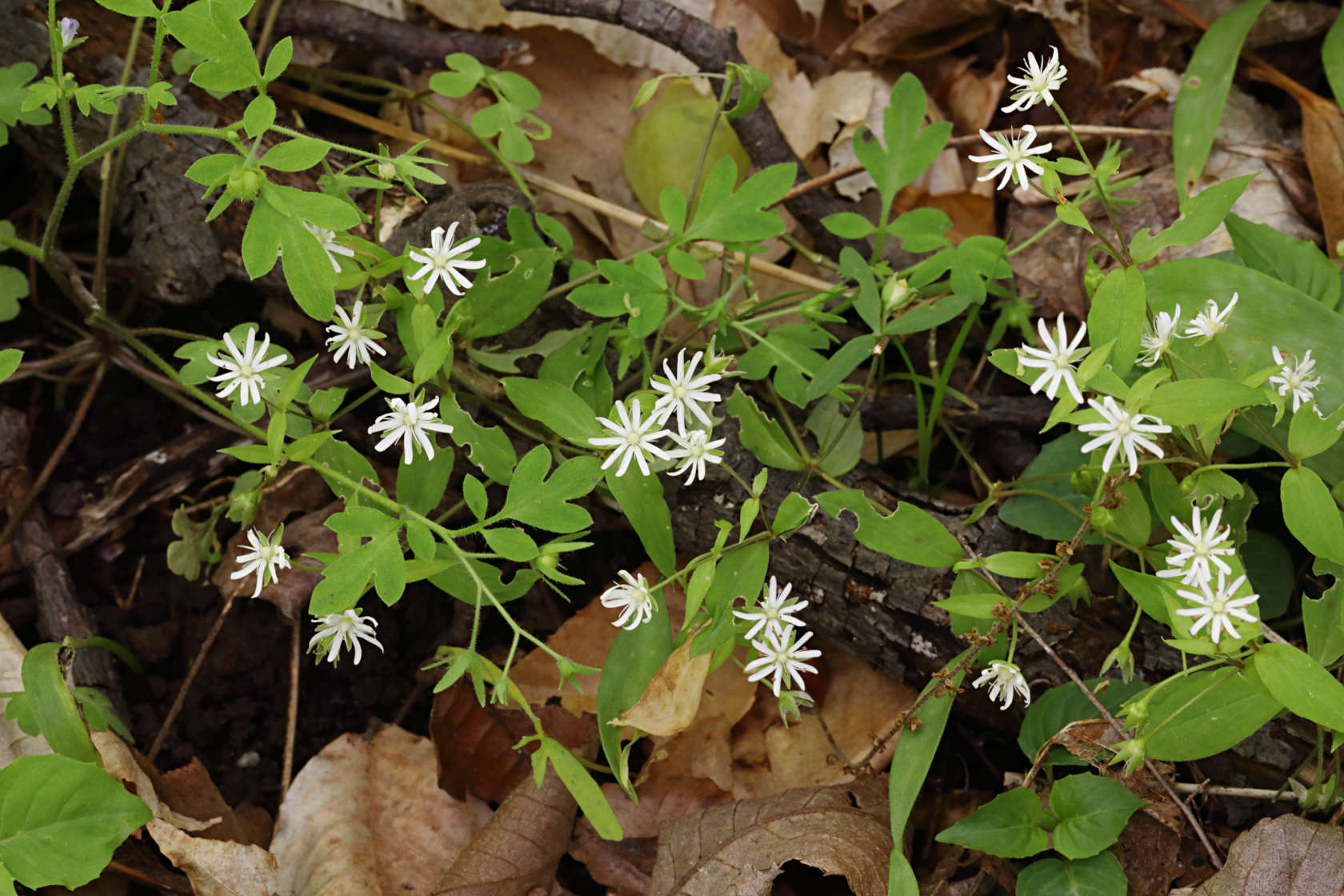 Common Stitchwort