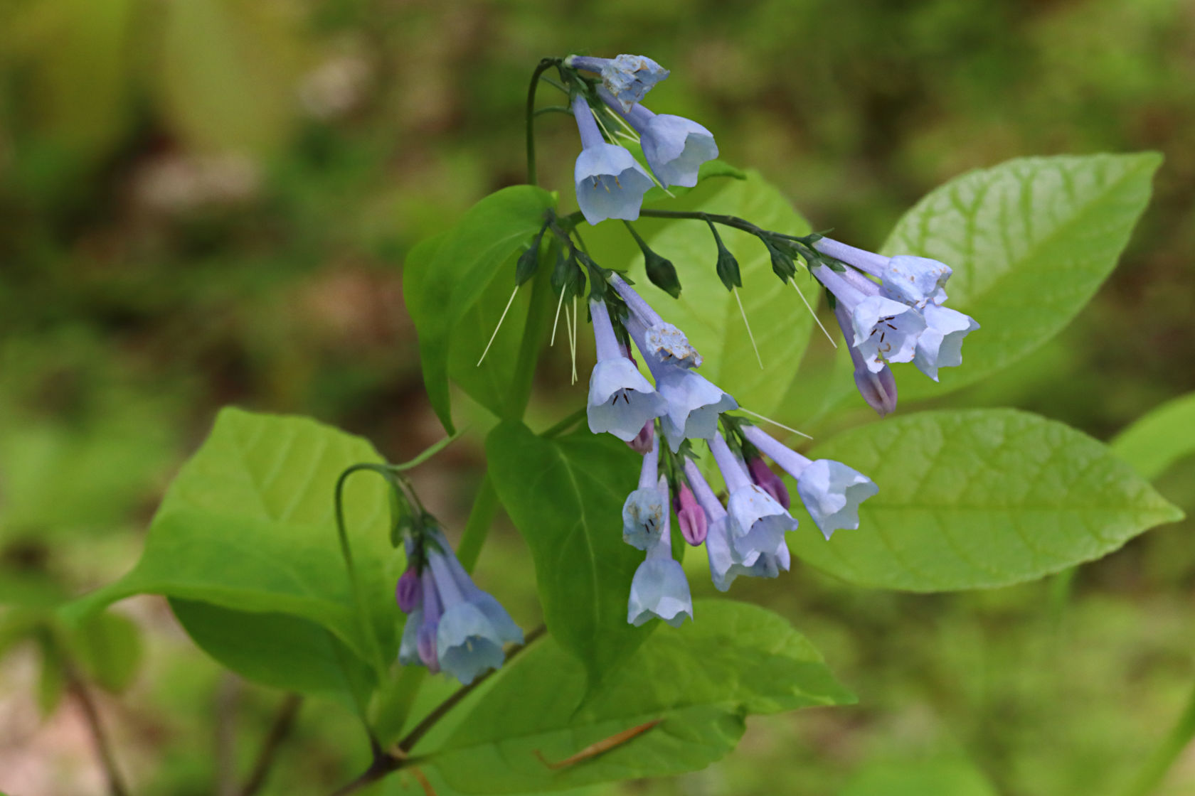 Virginia Bluebells