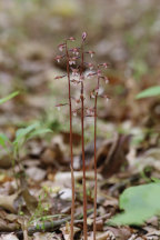 Washington DC Natural Areas